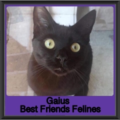 2018-Gaius5
