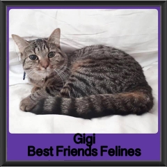 2018 - Gigi