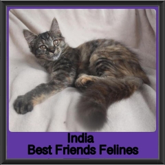 2018 - India1