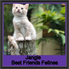 2018 - Jangle
