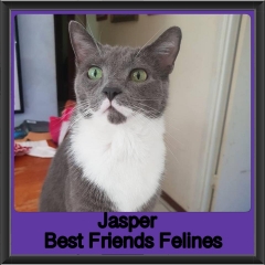 2018 - Jasper