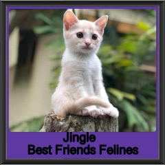 2018 - Jingle