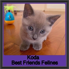 2018 - Koda