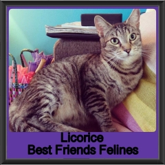 2018 - Licorice1