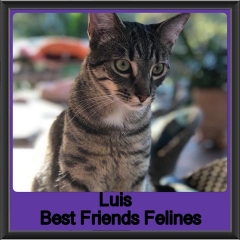 2018 - Luis