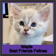 2018 - Maple