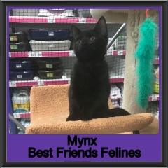 2018 - Mynx1