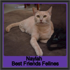 2018 - Naylah1