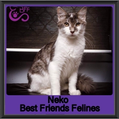 2018 - Neko1