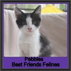 2018 - Pebbles
