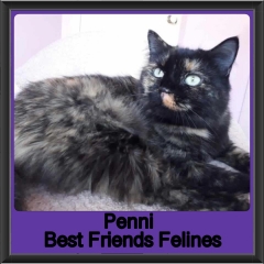 2018 - Penni2