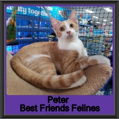 2018 - Peter3