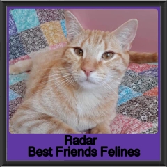 2018-Radar2