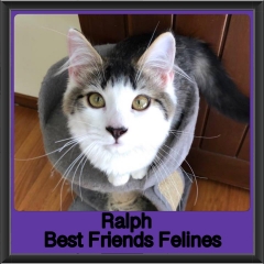 2018 - Ralph1