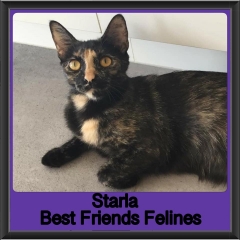 2018 - Starla2