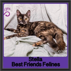 2018 - Stella