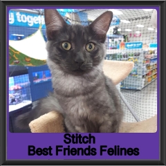 2018 - Stitch2