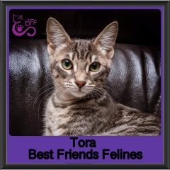 2018 - Tora1