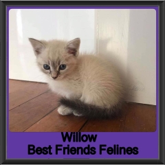 2018 - Willow