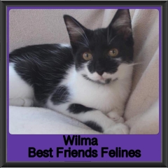 2018 - Wilma2