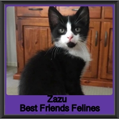 2018 - Zazu1