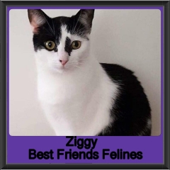 2018 - Ziggy