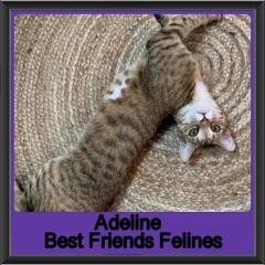 2019-Adeline