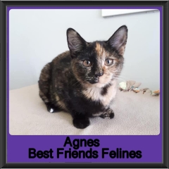 2019-Agnes