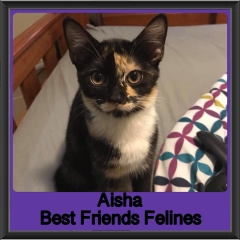 2019-Aisha1