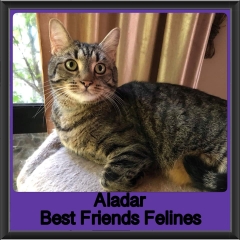 2019 - Aladar