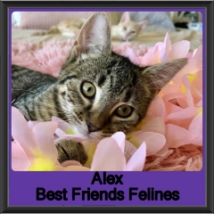 2019 - Alex