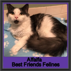 2019-Alfalfa3