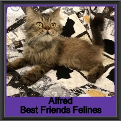 2019-Alfred