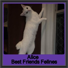 2019-Alice1