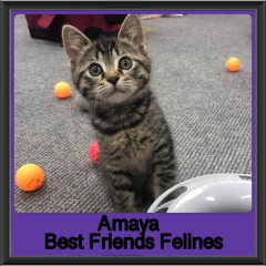 2019-Amaya