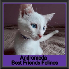 2019 - Andromeda