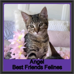 2019 - Angel