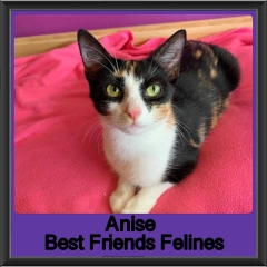2019-Anise