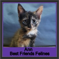 2019 - Ann