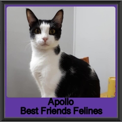2019 - Apollo