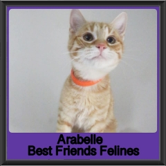 2019-Arabelle
