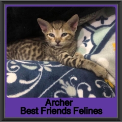 2019-Archer