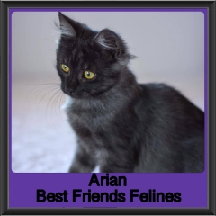 2019-Arian