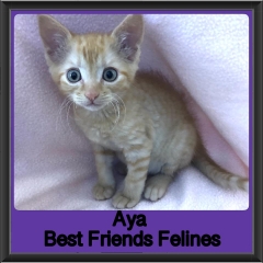 2019-Aya