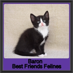 2019-Baron