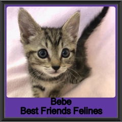 2019-Bebe