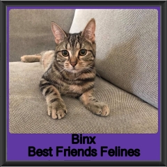2019-Binx2