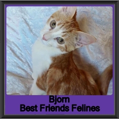 2019 - Bjorn4