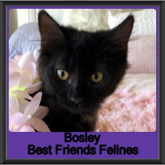 2019 - Bosley