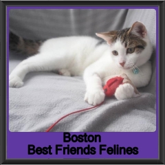 2019 - Boston